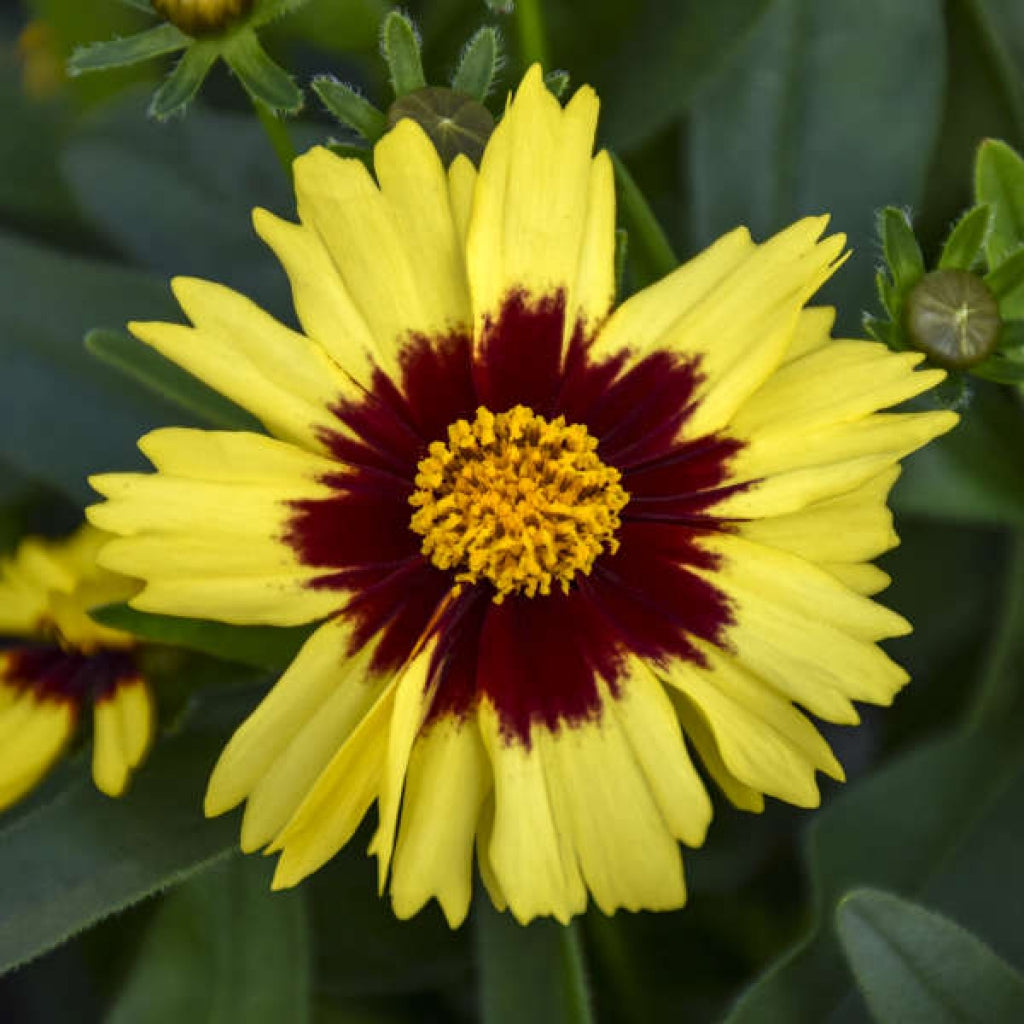 Coreopsis 'UPTICK Yellow Red' Tickseed