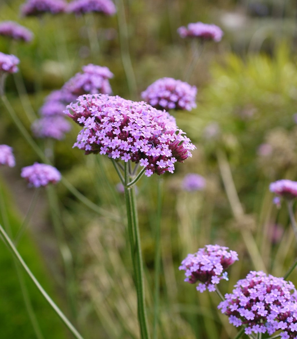 Lollipop Verbena
