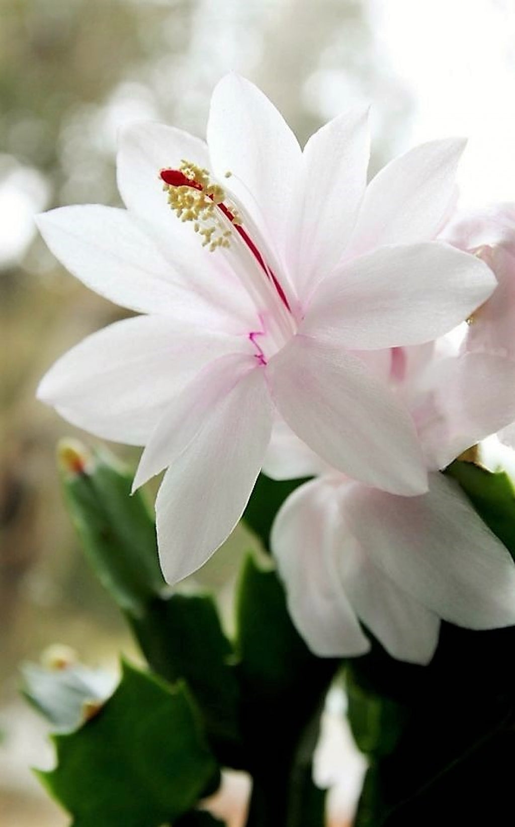 Schlumbergera White Holiday Christmas Cactus