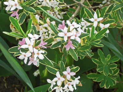 Fragrant Shrubs