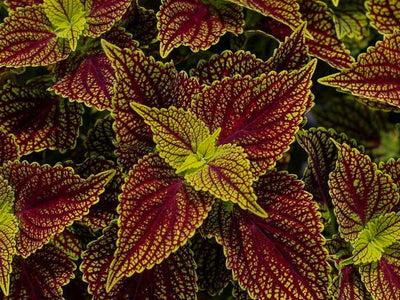 Coleus