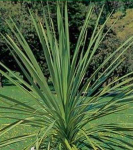 Deer-resistant Annuals