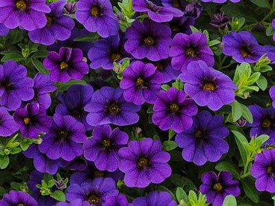 Annuals for Flower Beds