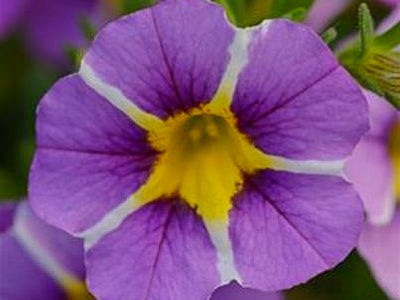 Heat Tolerant Annuals