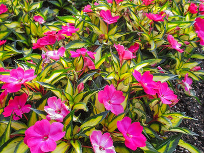 Impatiens