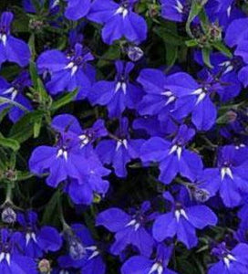 Lobelia