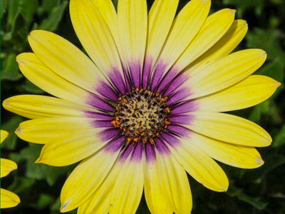 Osteospermum