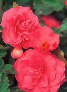 Begonia