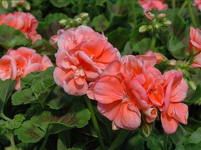 Geranium