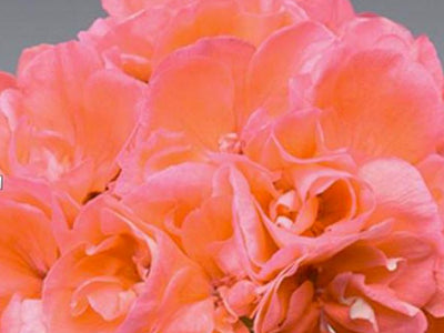 Drought-tolerant Annuals