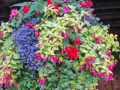 Hanging Baskets Spring