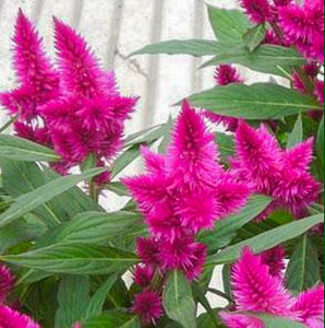 Celosia
