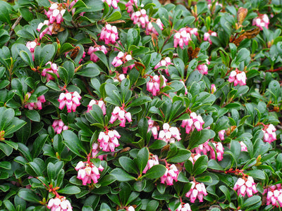 Arctostaphylos