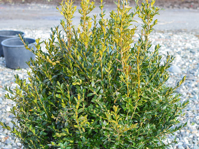 Buxus