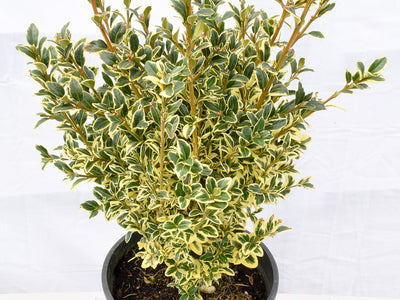 Boxwood