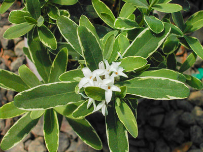 Partial Shade Shrubs
