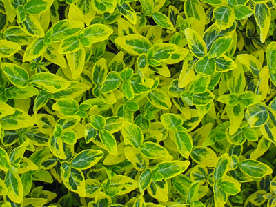 Euonymus