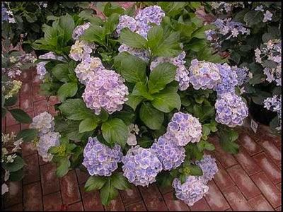 Hydrangea