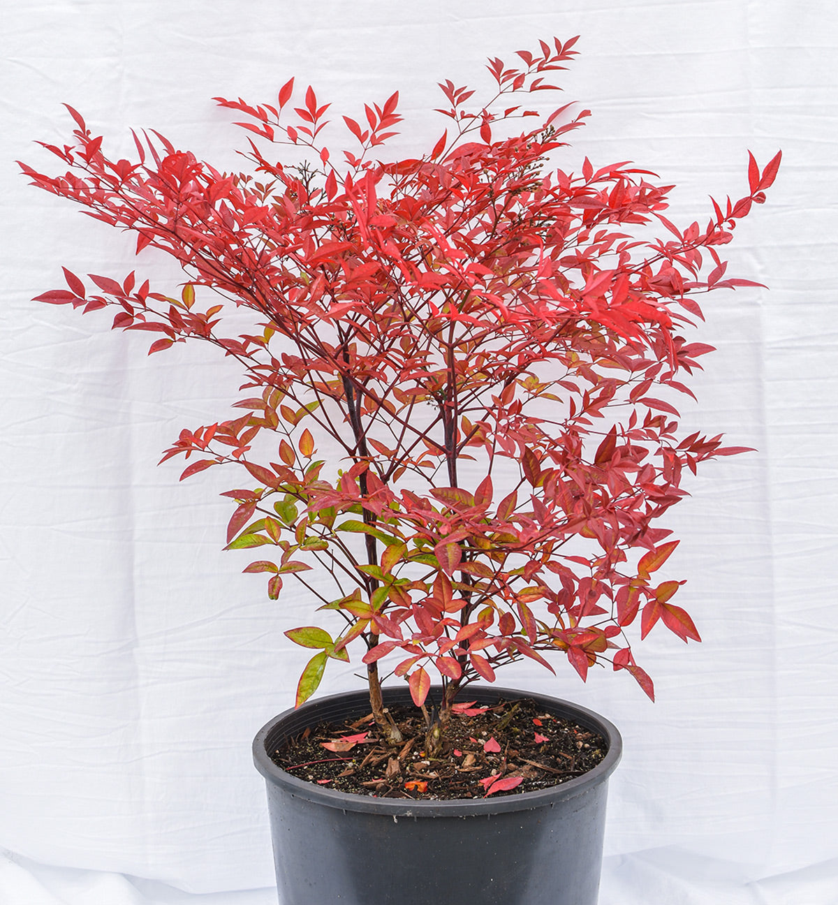 Heavenly Bamboo - Plants4Home