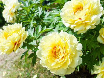 Drought-tolerant Perennials