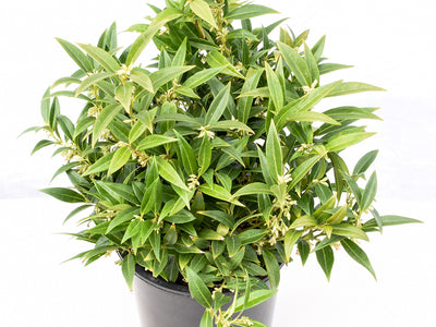 Sarcococca