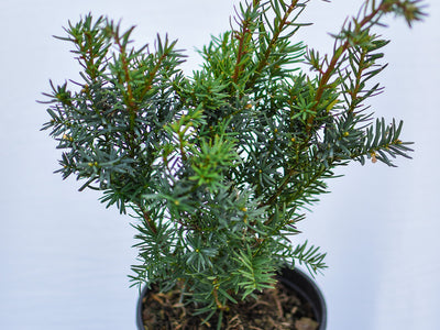 Taxus