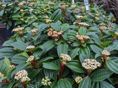 Viburnum