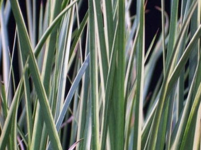 Deer-resistant Grasses