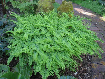 Herbaceous Ferns