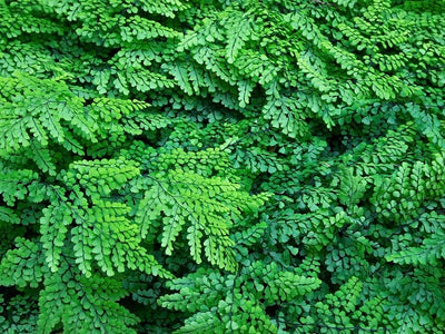 Adiantum
