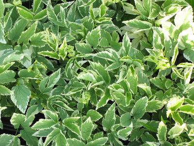 Herbaceous Groundcovers