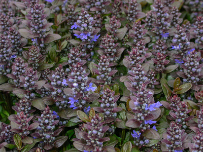 Bugleweed