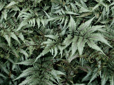 Deciduous Ferns