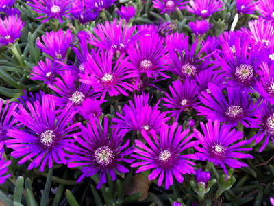 Delosperma