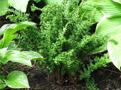 Semi-evergreen Ferns