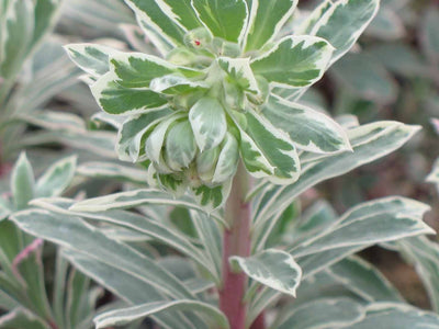 Euphorbia