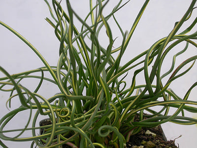 Rabbit-resistant Grasses