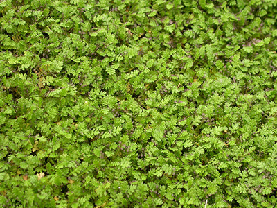 Evergreen Groundcovers