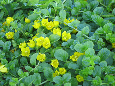 Lysimachia