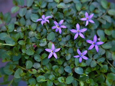 Partial Sun Groundcovers