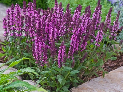Salvia