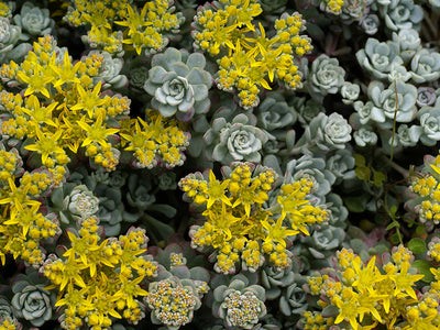 Sedum