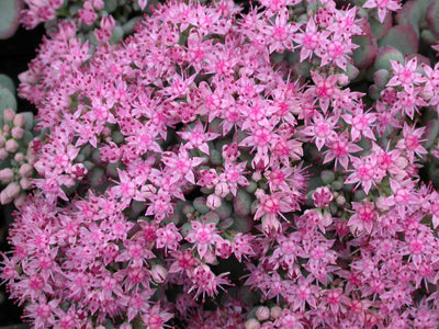 Groundcover Perennials