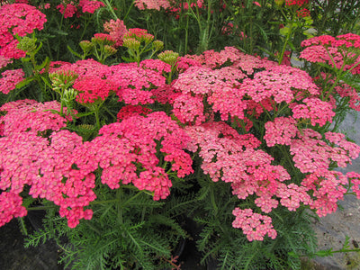 Yarrow
