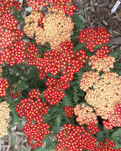 Achillea