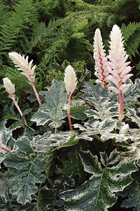 Acanthus