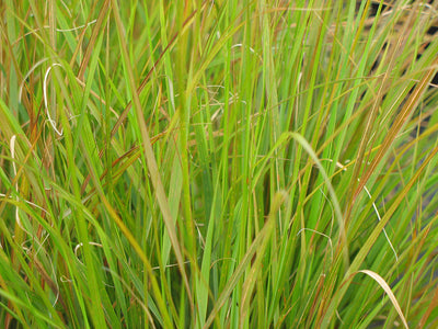Pheasant Tail Grass