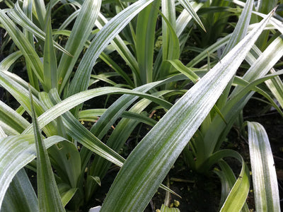 Deer-resistant Perennials