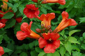 Trumpet Vine