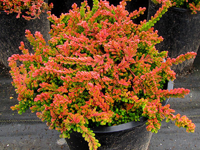 Calluna
